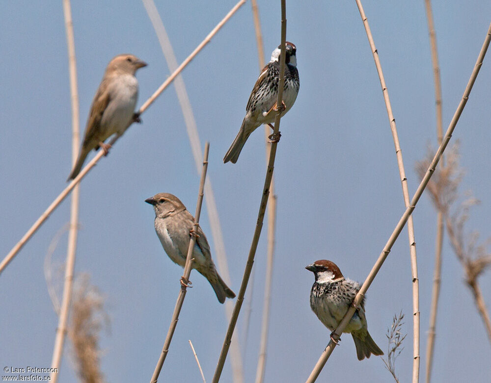 Spanish Sparrow