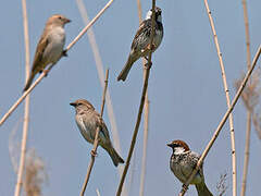 Spanish Sparrow