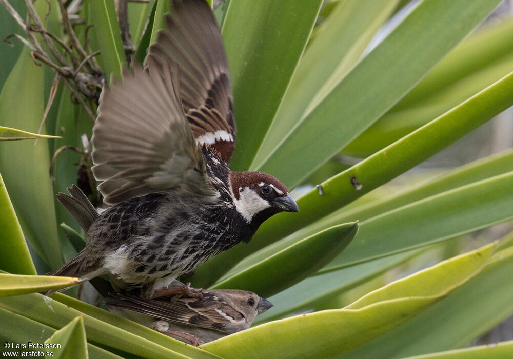 Spanish Sparrow