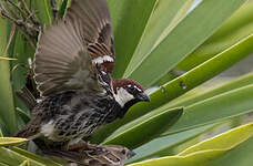 Moineau espagnol