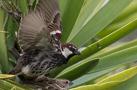 Spanish Sparrow