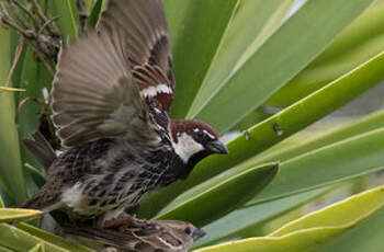 Moineau espagnol