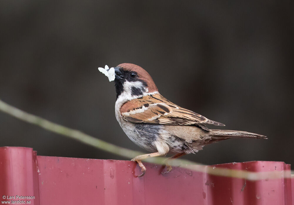 Eurasian Tree Sparrow