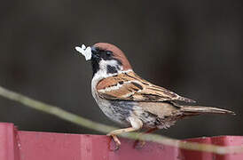 Eurasian Tree Sparrow