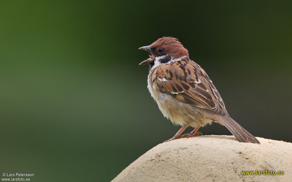 Eurasian Tree Sparrow