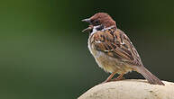 Moineau friquet