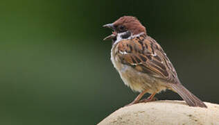 Eurasian Tree Sparrow