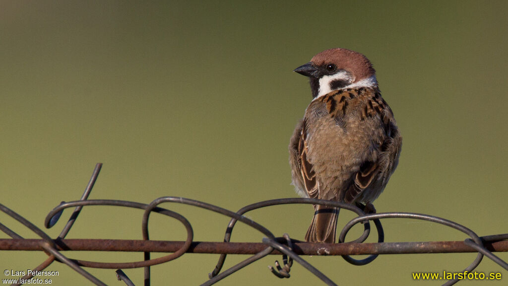 Eurasian Tree Sparrow