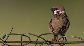 Eurasian Tree Sparrow