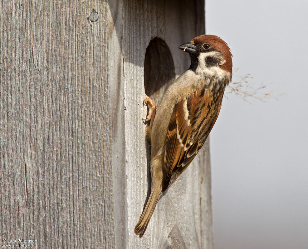 Eurasian Tree Sparrow