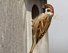 Eurasian Tree Sparrow