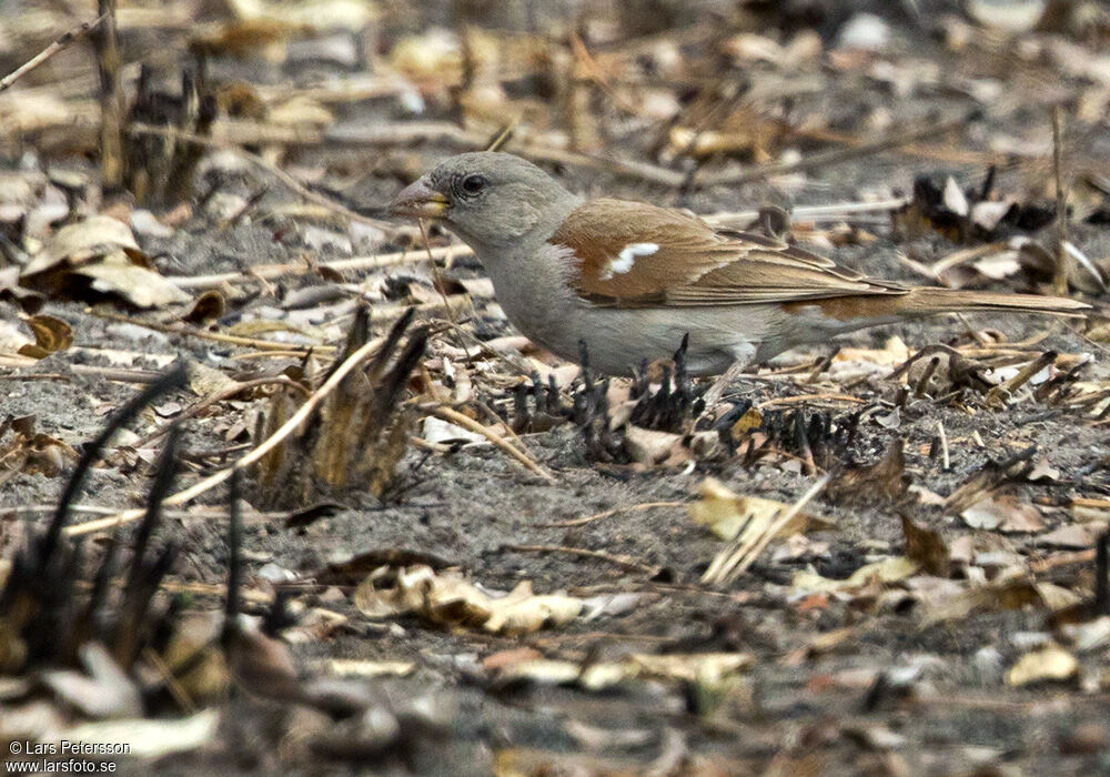 Northern Grey-headed Sparrow