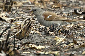 Northern Grey-headed Sparrow