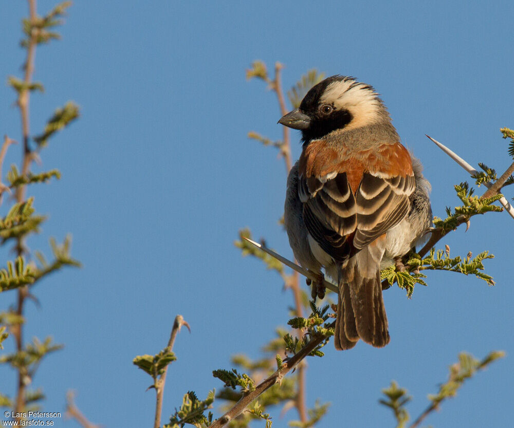 Moineau mélanure