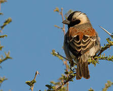 Cape Sparrow