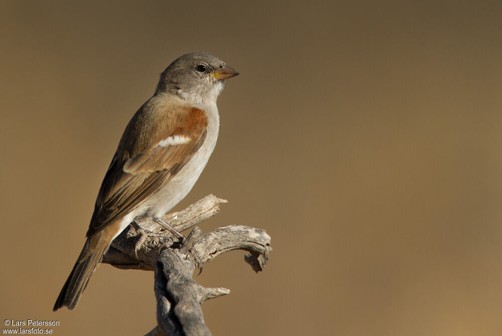 Moineau mélanure