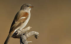 Moineau mélanure