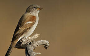 Cape Sparrow