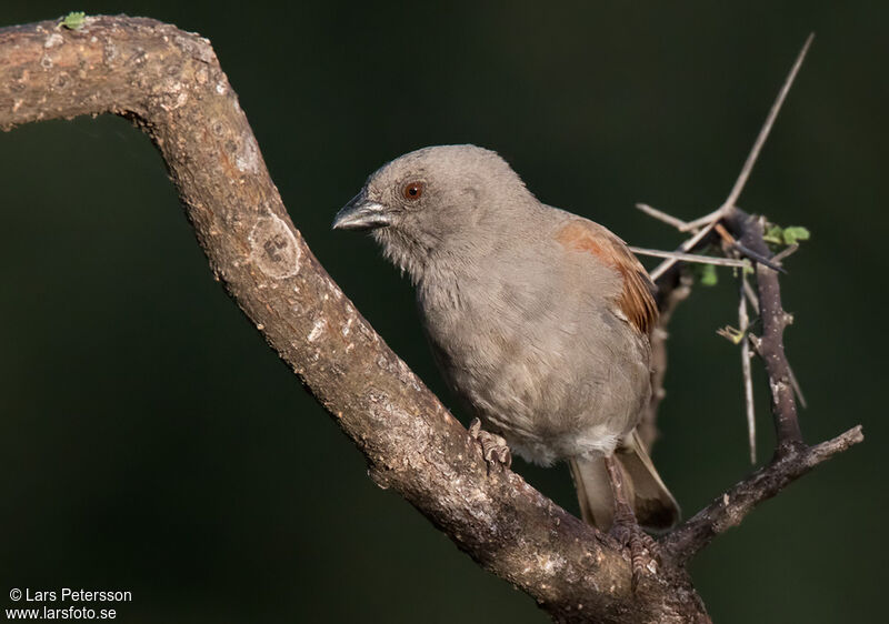 Parrot-billed Sparrow