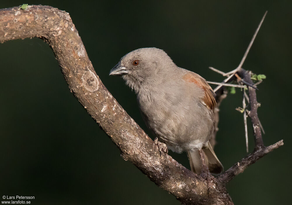 Parrot-billed Sparrow