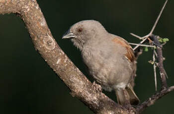 Moineau perroquet