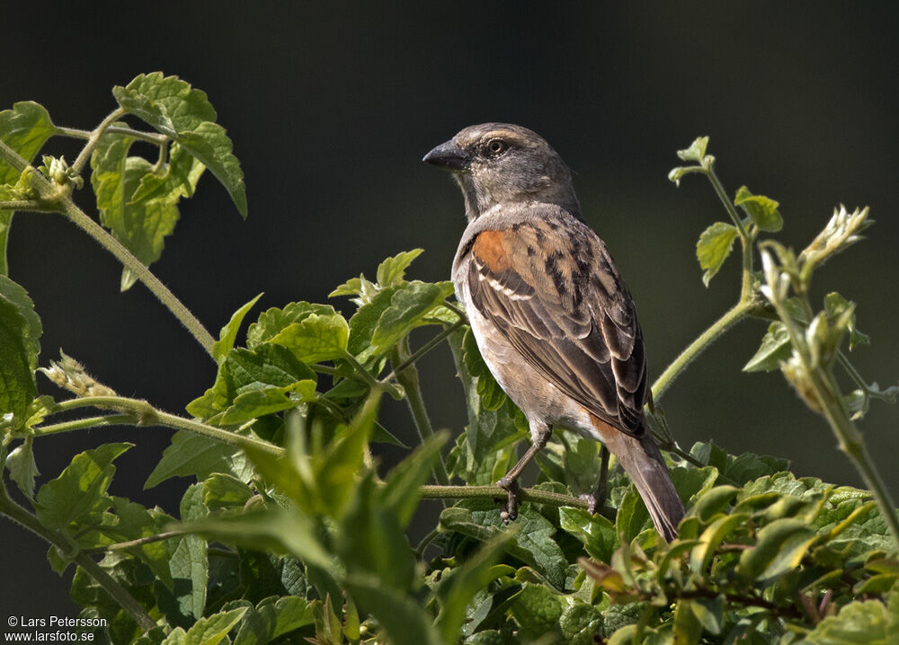 Moineau roux