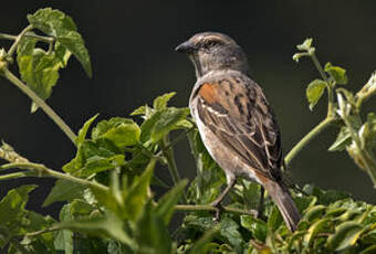 Moineau roux