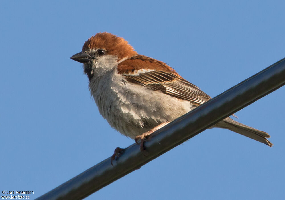 Russet Sparrow