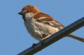 Moineau rutilant