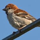 Moineau rutilant