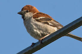 Russet Sparrow