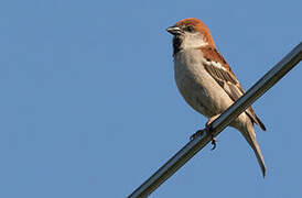 Russet Sparrow