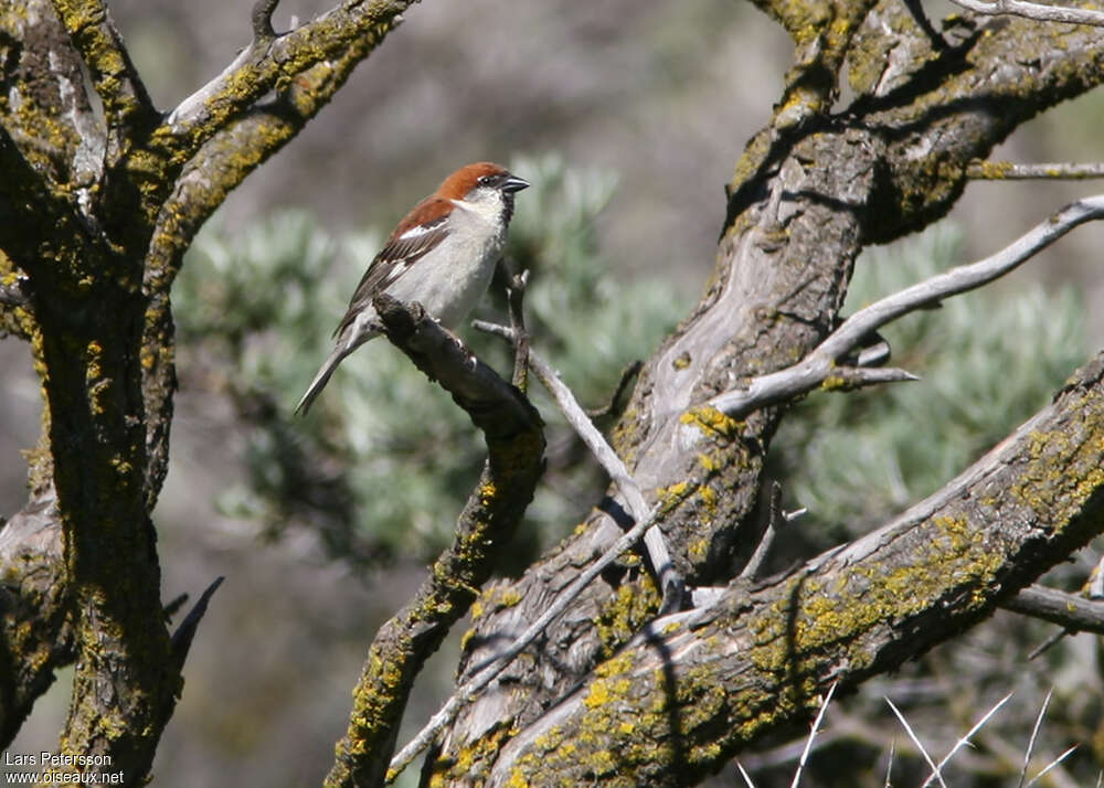 Moineau rutilant mâle adulte, habitat