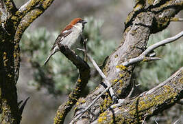 Russet Sparrow