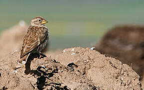 Rock Sparrow