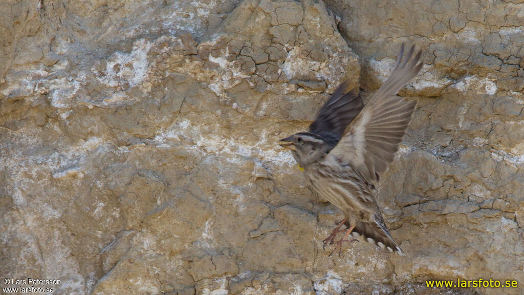 Rock Sparrow