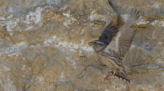 Rock Sparrow