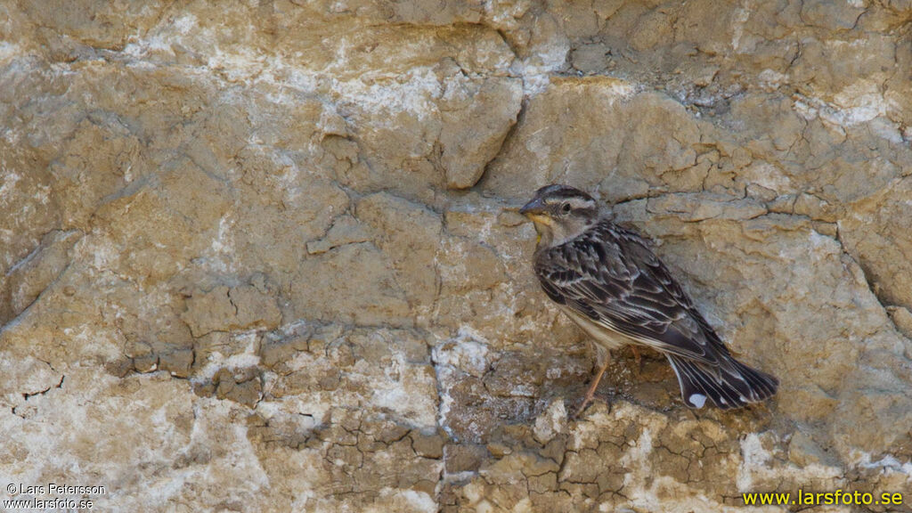 Rock Sparrow