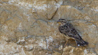 Rock Sparrow