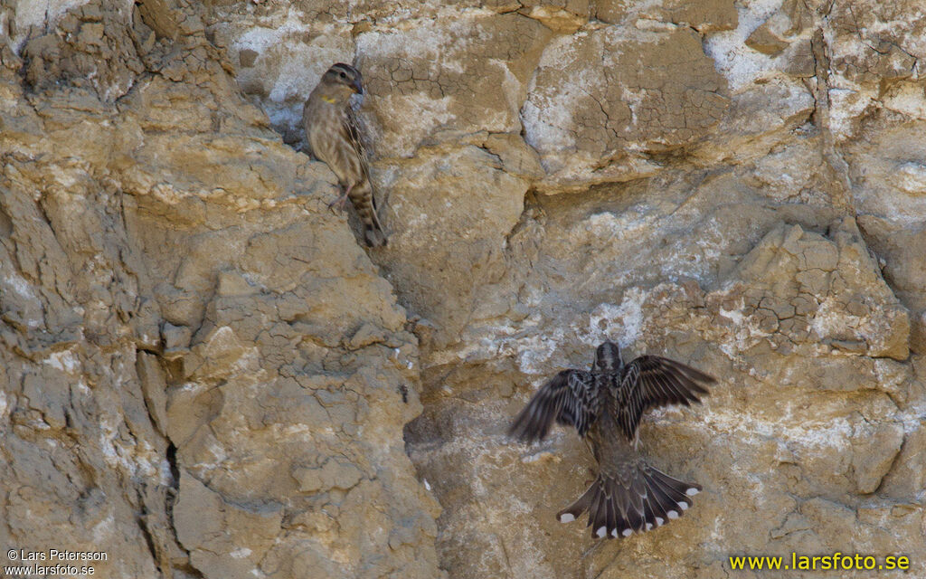 Rock Sparrow