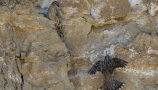 Rock Sparrow