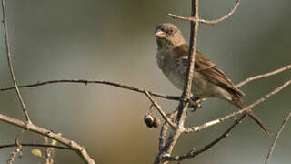 Southern Grey-headed Sparrow