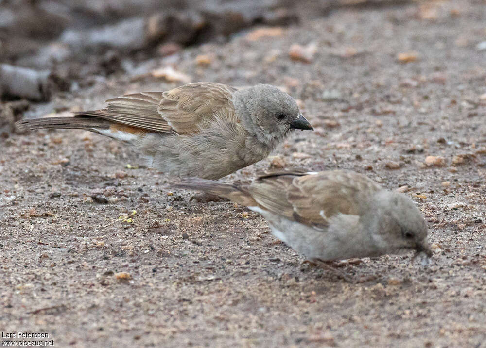 Swahili Sparrowimmature, identification