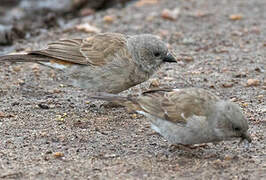 Swahili Sparrow