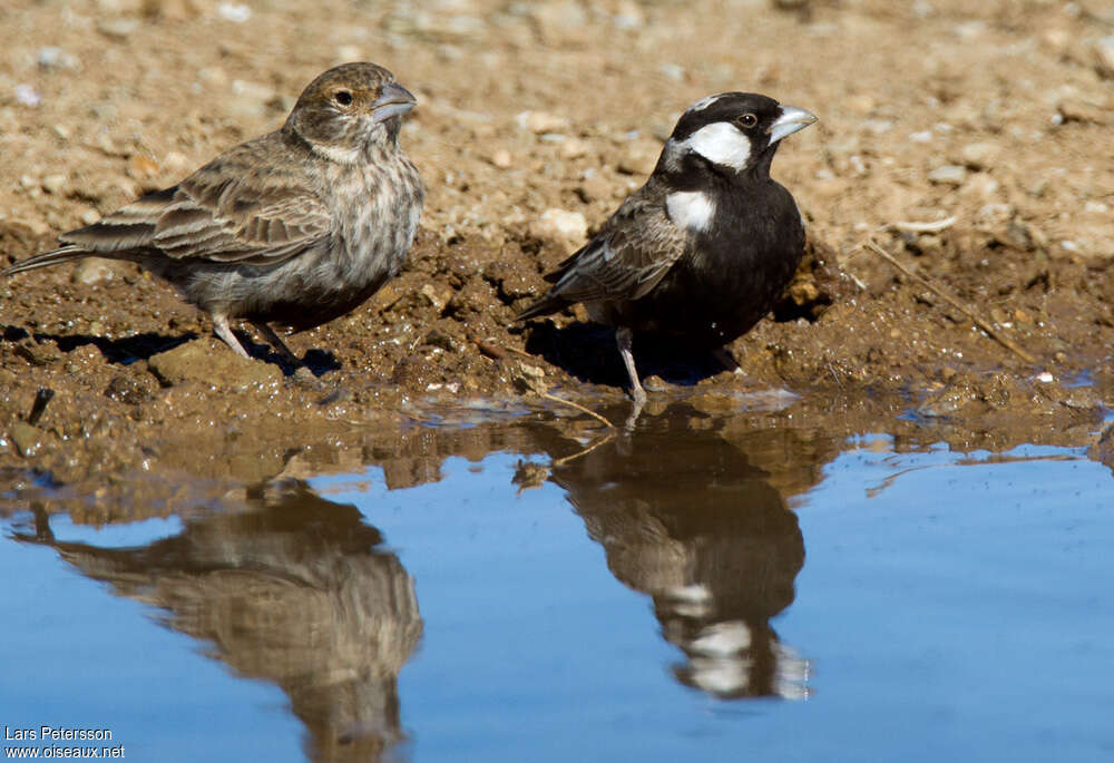 Grey-backed Sparrow-Larkadult, pigmentation