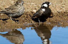 Grey-backed Sparrow-Lark