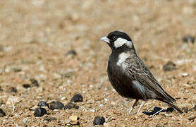 Grey-backed Sparrow-Lark