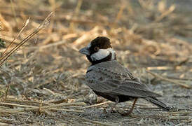 Black-crowned Sparrow-Lark