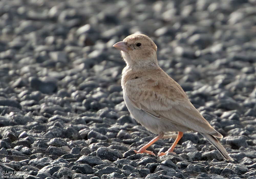 Black-crowned Sparrow-Lark