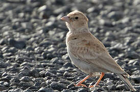 Black-crowned Sparrow-Lark